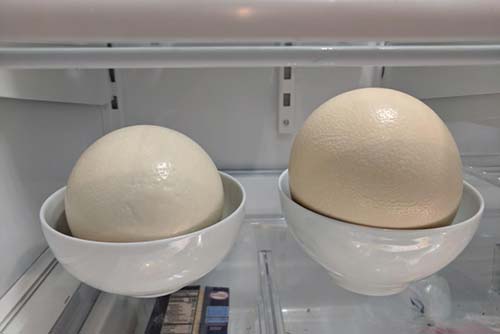 The two ostrich eggs in my refrigerator