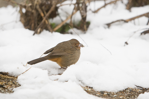 Bird in the snow.  Palo Alto, CA