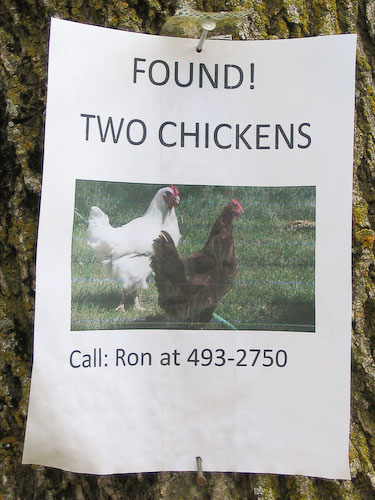 Found chickens